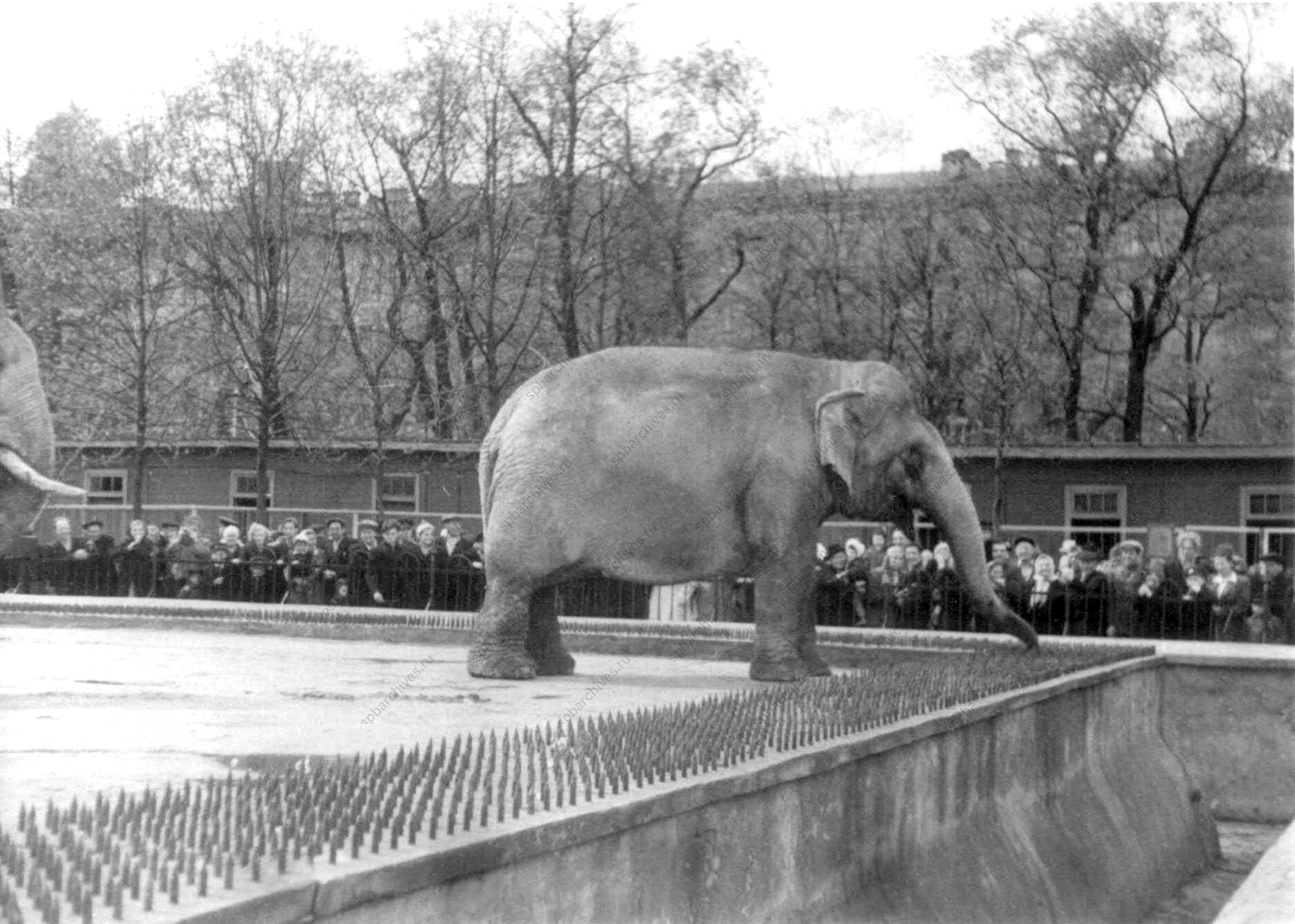 <p>Посетители зоопарка у вольера со слонами.<br />
Место съёмки: Ленинград.<br />
Дата съёмки: май 1956 г.<br />
Автор съёмки: Ю.К.Барсуков<br />
<em>ЦГАКФФД СПб. Ар165460.</em></p>
